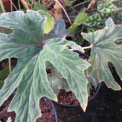 Begonia leathermaniae, sin. Begonia platanifolia var.acuminatissima