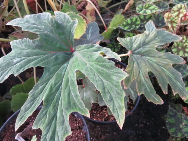 Begonia leathermaniae, sin. Begonia platanifolia var.acuminatissima, pianta da interno