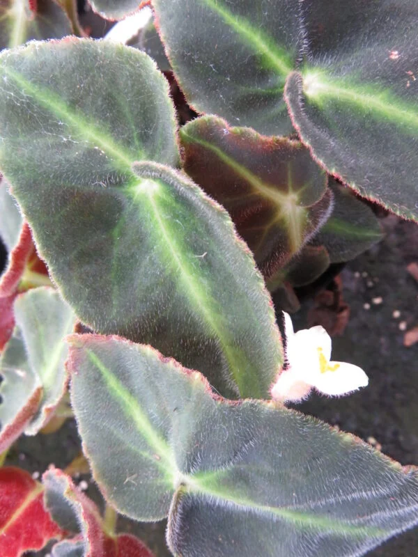 Begonia listada, foto 4