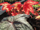 Begonia 'Little Brother Montgomery'