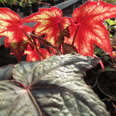 Begonia 'Little Brother Montgomery'