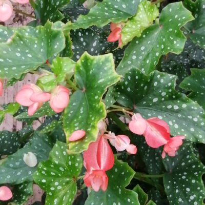 Begonia Lois Burks