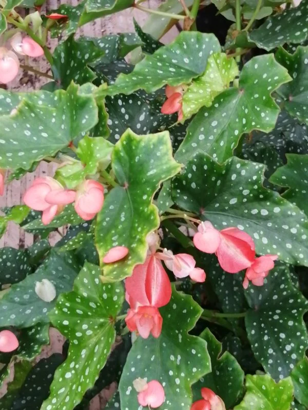 Begonia Lois Burks, pianta da interno