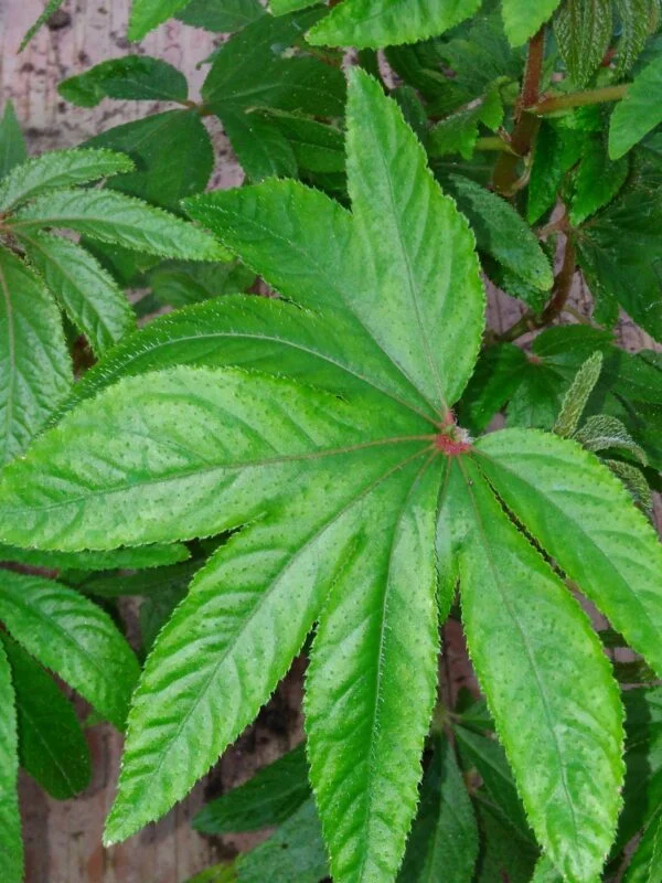 Begonia luxurians, foto 2