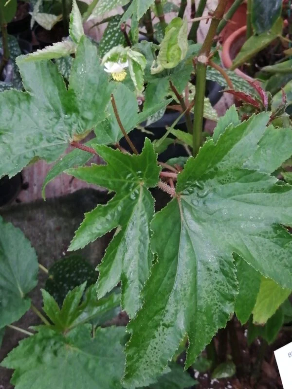 Begonia luxurians var. Ziesenhenne, foto 3