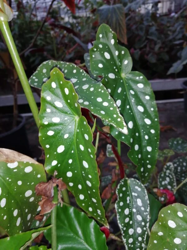 Begonia maculata var. wightii, foto 6