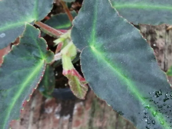 Begonia Magdalene Madsen, foto 5