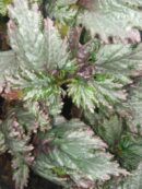 Begonia rex  'Twist'