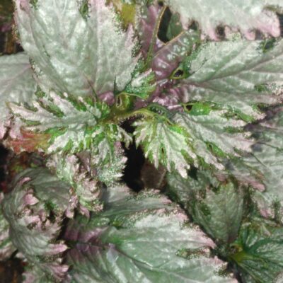 Begonia rex  'Twist'