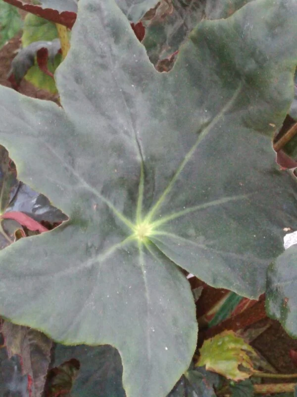 Begonia ‘Texastar’, pianta da interno