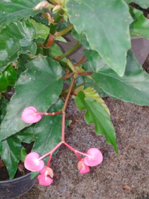 Begonia manicata, foto 7