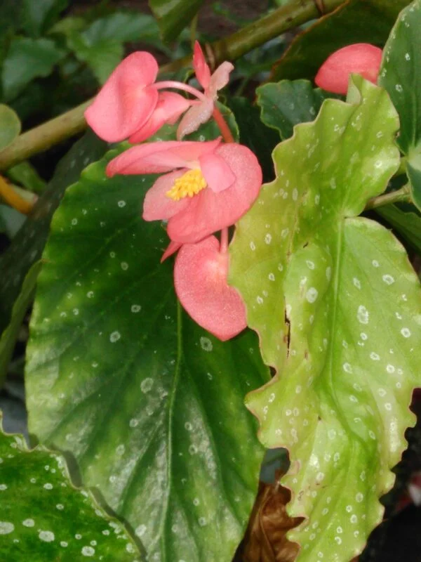 Begonia manicata, foto 8