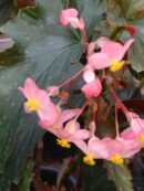 Begonia Superba 'Azella'