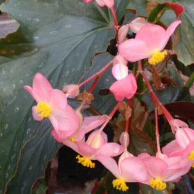 Begonia Superba 'Azella'
