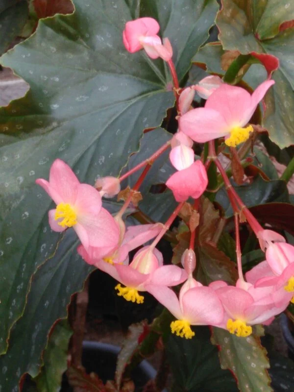 Begonia Superba ‘Azella’, pianta da interno