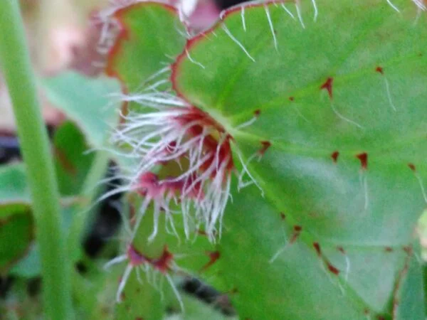 Begonia manicata, foto 2
