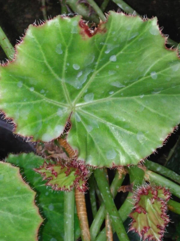 Begonia manicata, foto 5