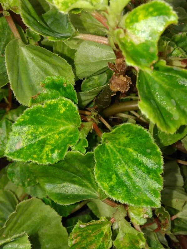 Begonia ‘Charm’, pianta da interno