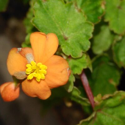 Begonia sutherlandii