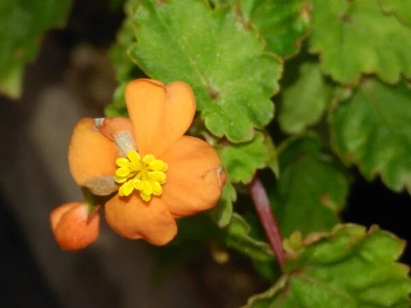 Begonia sutherlandii, pianta da interno