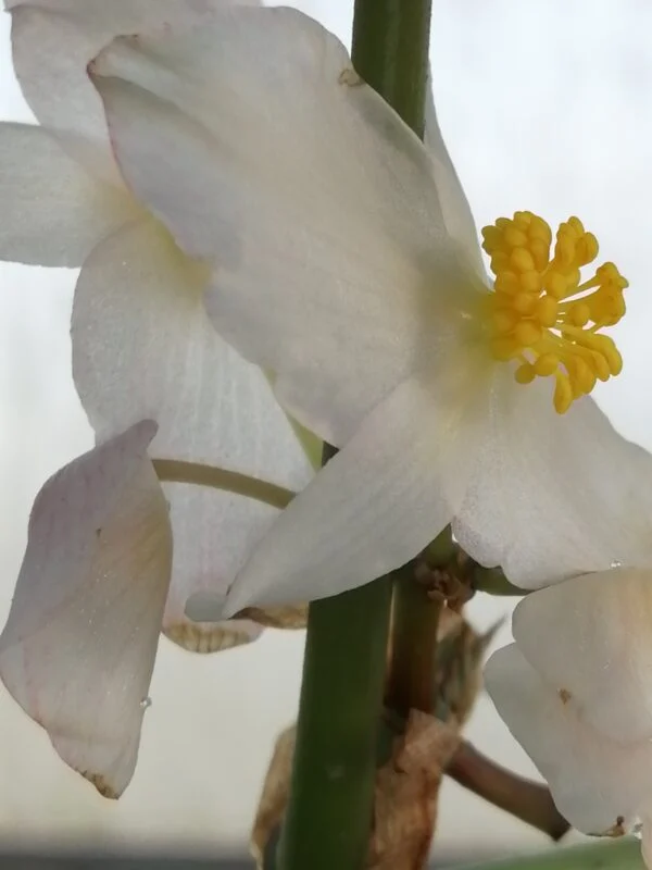 Begonia manicata Crispa, foto 3