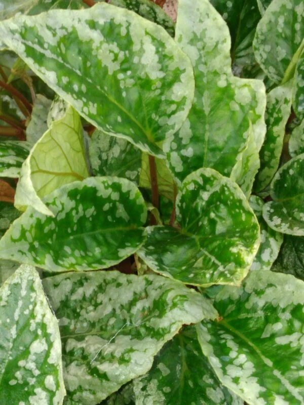 Begonia hatacoa ‘Spotted’, pianta da interno