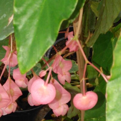 Begonia 'Charles Chevalier'