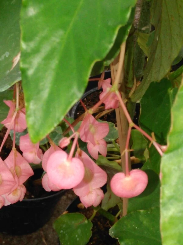 Begonia ‘Charles Chevalier’, pianta da interno