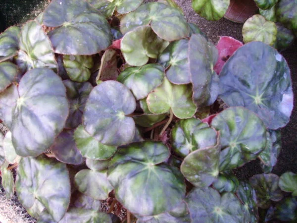 Begonia mazae, pianta da interno