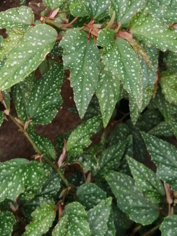 Begonia Medora, foto 4