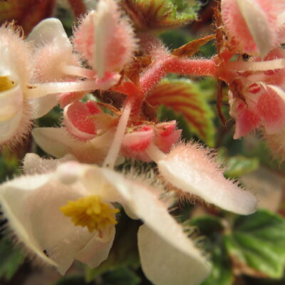 Begonia metallica