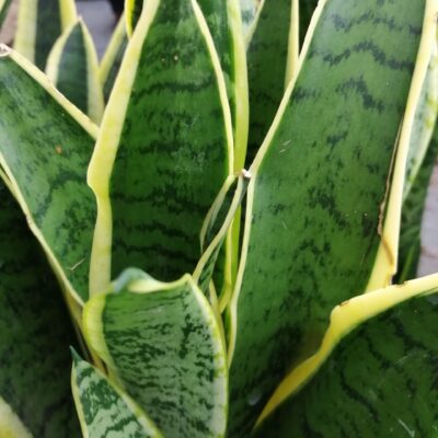 Sansevieria trifasciata