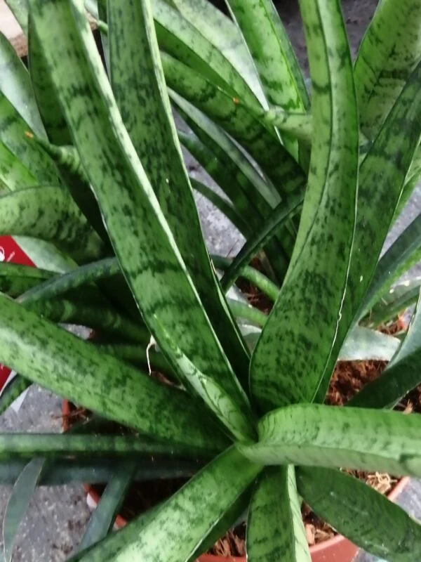 Begonia Mikado, foto 5