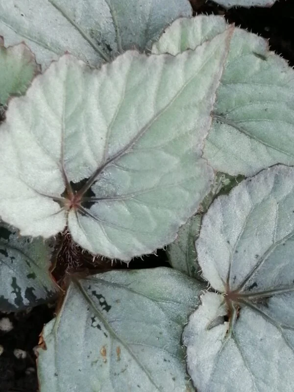 Begonia ‘Bolero’, pianta da interno