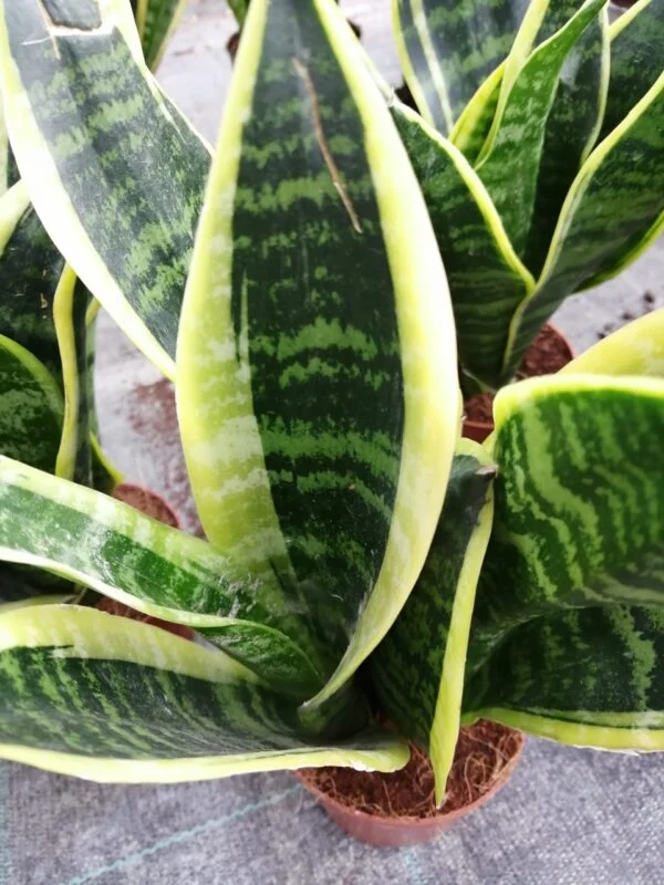 Begonia Mikado, foto 3