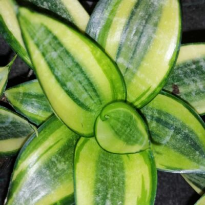 Sansevieria trifasciata 'Golden Hahnii'