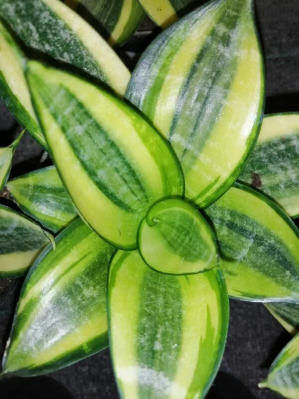 Sansevieria trifasciata ‘Golden Hahnii’, pianta da interno