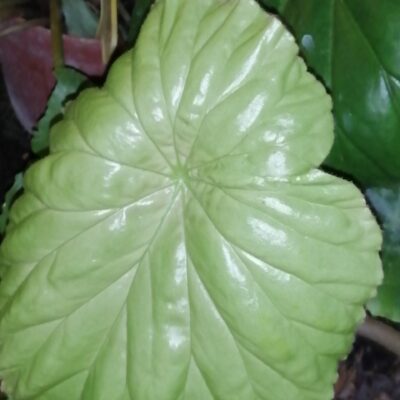 Begonia nelumbiifolia