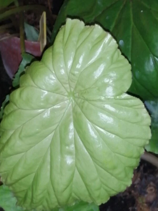 Begonia nelumbiifolia, pianta da interno