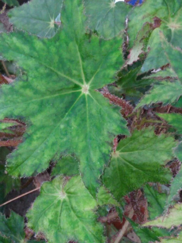 Begonia 'Nokomis', foto 2