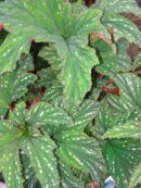 Begonia platanifolia