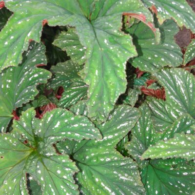 Begonia platanifolia