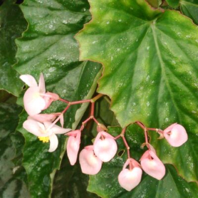 Begonia 'Nokomis'