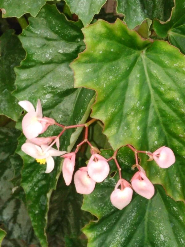 Begonia 'Nokomis', pianta da interno