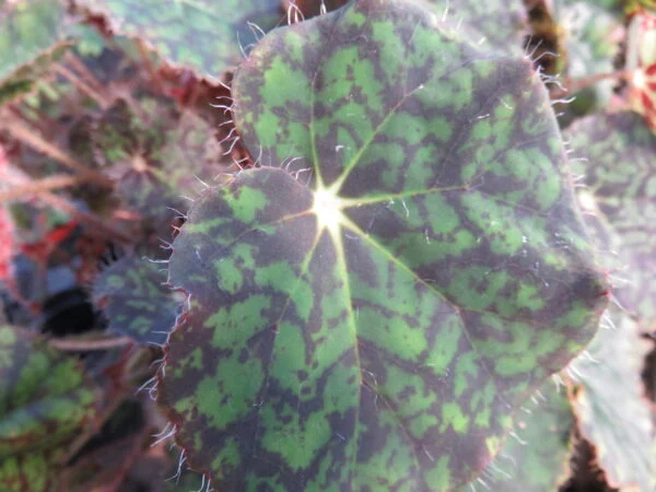 Begonia Norah Bedson, foto 5