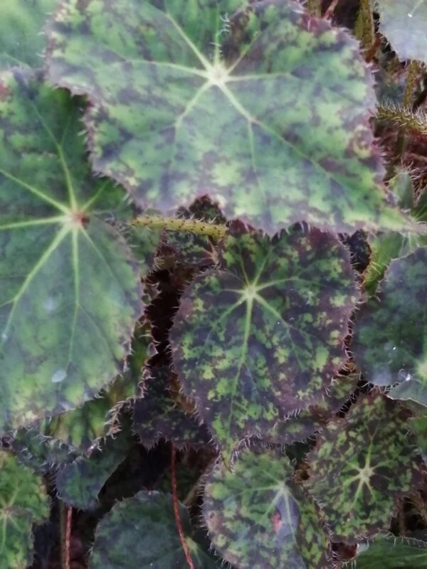 Begonia Norah Bedson, foto 2