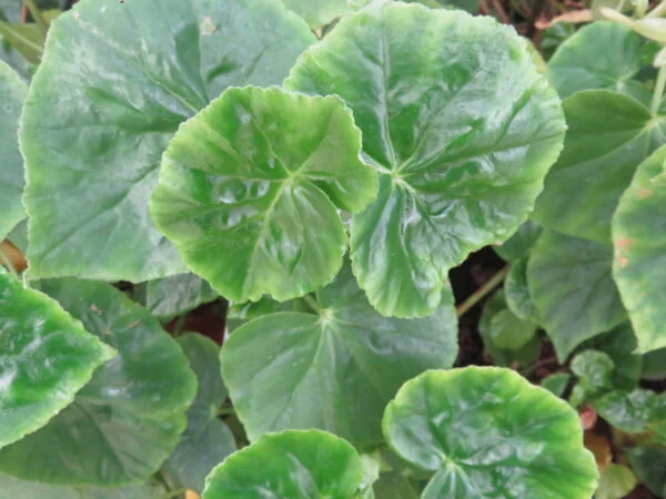Begonia odorata, pianta da interno