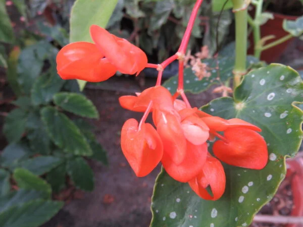 Begonia 'Orange Rubra', foto 2