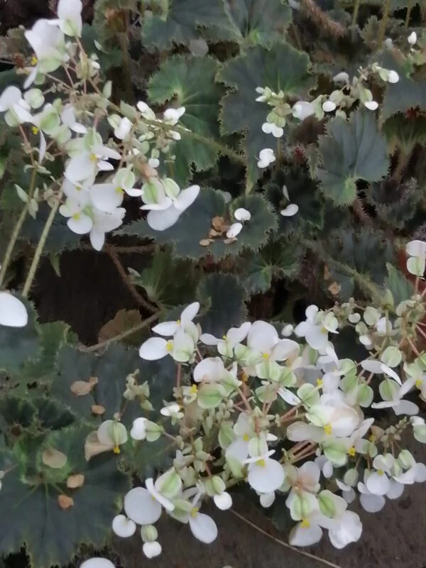Begonia 'Othello', foto 4