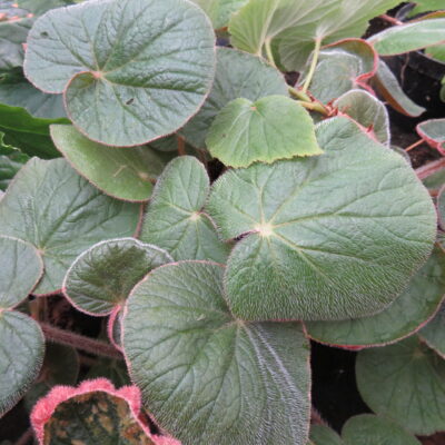 Begonia paleata